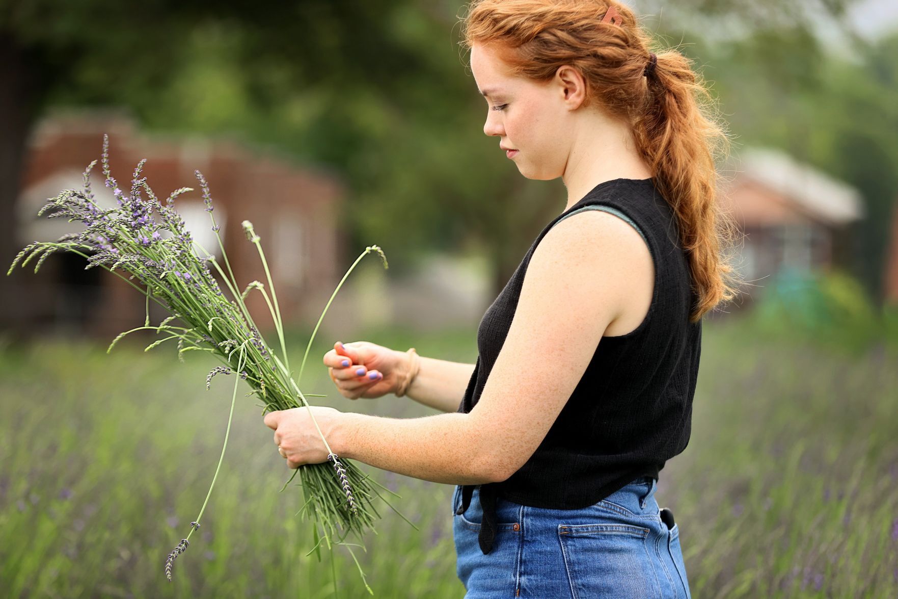 Harvest time at College Hill Lavender farm